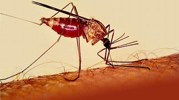 Picture of Malaria